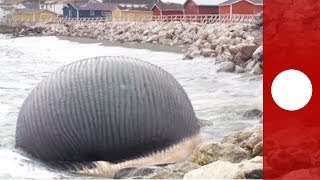 Video Stinking bloated blue whale carcass troubles Canadian fishing community [upl. by Euhsoj538]