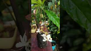 Clerodendron smitianum winter blooming shrub flora of my garden Dharwad Karnataka [upl. by Cleve]