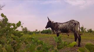 A LA DÉCOUVERTE DE GUIDIMOUNI ZINDER  NIGER [upl. by Arihat]