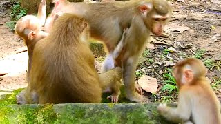 Monkey Loyce Meets Flora Watch Their Little Ones Play Together [upl. by Reyna]