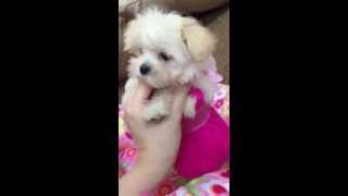 white teacup tea cup maltipoo female puppy for sale [upl. by Beutner]