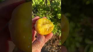 Suebelle White Sapote  San Diego [upl. by Eityak423]