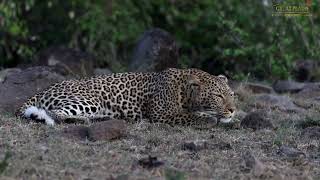 Mighty Leopard Roar  Great Plains Conservation [upl. by Sherard]