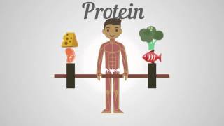 Biology  Proteins Carbohydrates amp Fats [upl. by Rosane347]