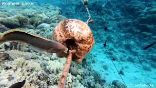 Makadi Bay  Shark  Ägypten  Egypt  Red Sea  Snorkeling  2018 [upl. by Alburga140]