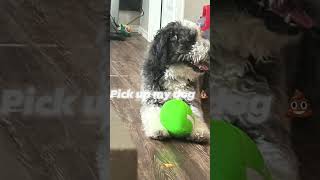 I Am Your Doggie 🐶 thanksforwatching comedy funnyfypシ゚viral fyp puppy [upl. by Thaddus250]