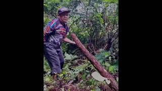 Pengambilan Kayu Naga Pengusir Tikus Di Hutan Dan Proses Pembuatannya [upl. by Naryk]