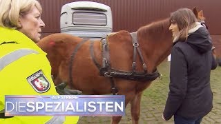 Unfall mit Pferd und Kutsche Hat jemand das Pferd angeschossen  Die Spezialisten  SAT1 [upl. by Retsevlys1]