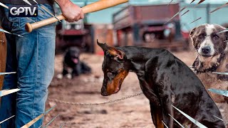 MALTRAITANCE DES ANIMAUX  LE MOMENT DAGIR EST ARRIVÉ   GPTV INTERVIEW [upl. by Richmal]