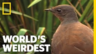 Bird Mimics Chainsaw Car Alarm and More  Worlds Weirdest [upl. by Meggs]