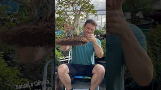 Bonsai em Transplante  “Lagerstroemia indica”  Resedá SEGUE e vem fazer Bonsai bonsai plantas [upl. by Dierolf]