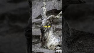 Meet the Majestic MarkhorThe Wild Goat with Twisting Horns wildlife animals jungle animalshorts [upl. by Indira]