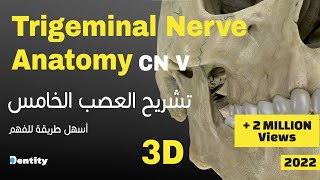 أسهل طريقة لحفظ العصب الخامس  Trigeminal Nerve CN V Anatomy [upl. by Shayna]