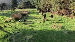 Young boar hunting nz [upl. by Perdita]