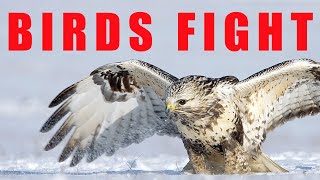 Birds of prey fighting  Roughlegged Buzzard [upl. by Ainesej309]