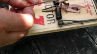 How to Use a Rat Trap [upl. by Enoid]