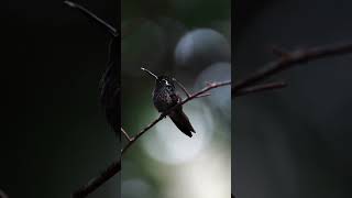 Greenbreasted mountaingemBirds photography environmental cat 4k youtubeshorts viralvideo [upl. by Lewej]