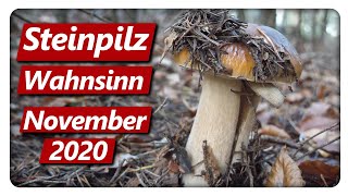 STEINPILZ WAHNSINN Teil 4  Speisepilze sammeln im November [upl. by Kindig248]