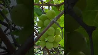 ছাদ বাগানে আঙ্গুর চাষ। আঙ্গুর ছাদবাগান grapes Vitisvinifera Vitaceae [upl. by Trofmoc]