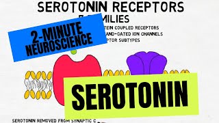 2Minute Neuroscience Serotonin [upl. by Oilla]