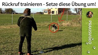 Rückruf trainieren ganz einfach ➡️ Setze diese Übung um ➡️ Praxisvideo✔️ [upl. by Aldrich]