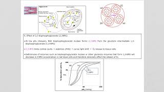 39B Myoglobin amp Hemoglobin in Action [upl. by Refotsirhc32]