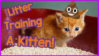 How To Litter Train A Kitten FAST  Kitten Care 101 [upl. by Koal]