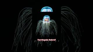 Turritopsis Dohrnii immortal jellyfish [upl. by Kyne]