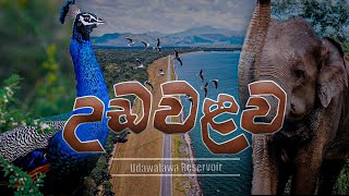 Udawalawa Reservoir  උඩවළව ජලාශය  VLOG 14  udawalawa udawalawe reservoir srilanka [upl. by Reuven706]