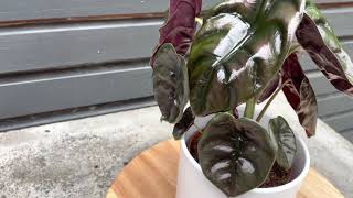 30cm Alocasia Red Secret  Cuprea  Rare House Plant  12cm  30cm Height [upl. by Pickering911]