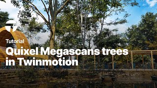 Import Quixel Megascans trees in Twinmotion  Twinmotion Tutorial [upl. by Adolph961]