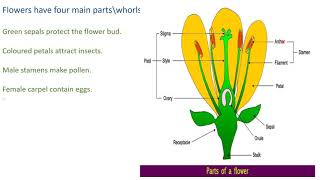 Chapter 2 Stage 5 Life Cycle of Flowering Plant 24 Parts of Flower [upl. by Danette]