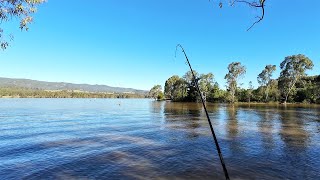 4 Straight Yellowbelly No Bent Ones Fishing At Lake Nillahcootie [upl. by Pokorny]