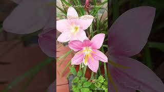 Zephyranthes Carinata Rosepink zephyr Lily or Pink Rain Lily [upl. by Anaugahs808]