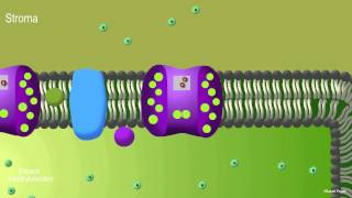 Photosynthèse première partie photophosphorylation noncyclique [upl. by Hahn]