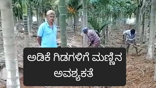 ಅಡಿಕೆ ತೋಟ ಅಡಿಕೆ ಗಿಡಗಳಿಗೆ ಮಣ್ಣಿನ ಅವಶ್ಯಕತೆ arecanutcultivation betalnut plantation in karnataka [upl. by Nnylylloh105]