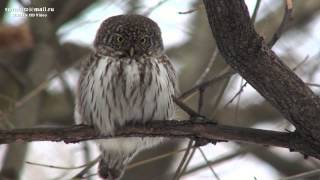 Glaucidium Passerinum Eurasian Pygmy Owl воробьиный сыч Moscow [upl. by Stoat]