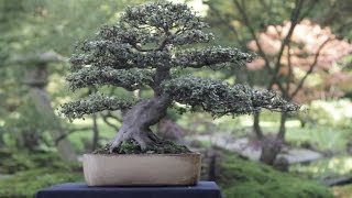 Azalea Bonsai [upl. by Aiken]