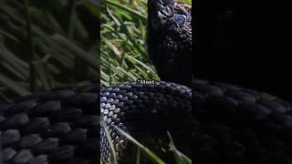 Giant Anacondas The Real Life Water Snakes shorts anaconda [upl. by Alyacim]