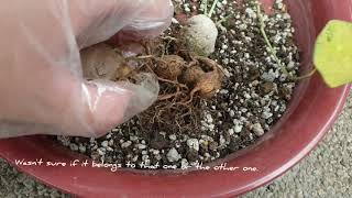 stephania erecta caudex propagation possible [upl. by Latia]