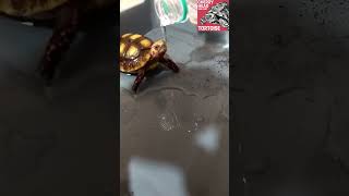 Red Foot Tortoise  Cherry Head  Loves Water Poured On Its Head  3 Months Old Tortoise [upl. by Ydda]