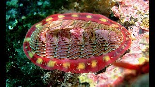 Facts The Chiton [upl. by Tamera665]