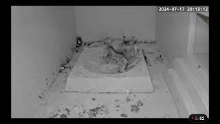 C RSPB live Swift cam Two feeds amp a false alarm 17th July 2024 [upl. by Eet]