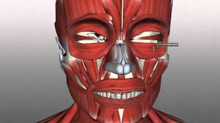 Muscles of Facial Expression  Anatomy Tutorial PART 1 [upl. by Learrsi30]