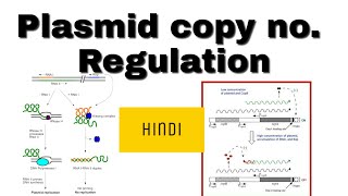 Plasmid copy number regulation in Hindi [upl. by Ycrad185]