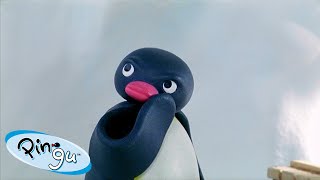 Best Episodes from Season 5  Pingu  Official Channel  Cartoons For Kids [upl. by Nelubez]