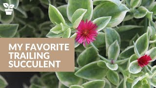 My Favorite Trailing Succulent MEZOO Trailing Red quotMesbiclaquot [upl. by Sakmar]