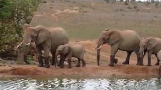 Safari in Tsavo West National Park Kenya [upl. by Othelia201]