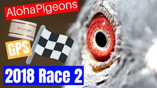 Skyleader GPS Pigeon Race In Hawaii [upl. by Wenz]