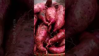 How to Grow Sweet Potatoes at Home Using Plastic Bags plants shorts farming [upl. by Edbert729]